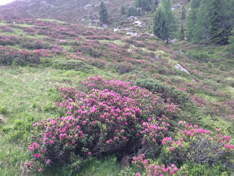 Blühende Alpenrosen