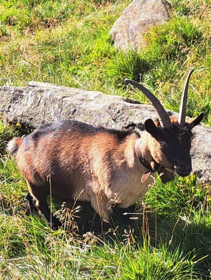 Passeirer Bergziege mit Hörnern auf der Weide