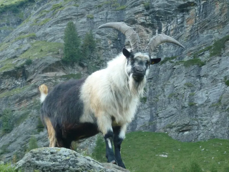 Passeirer Ziegenbock mit großen Hörnern auf einem Felsen