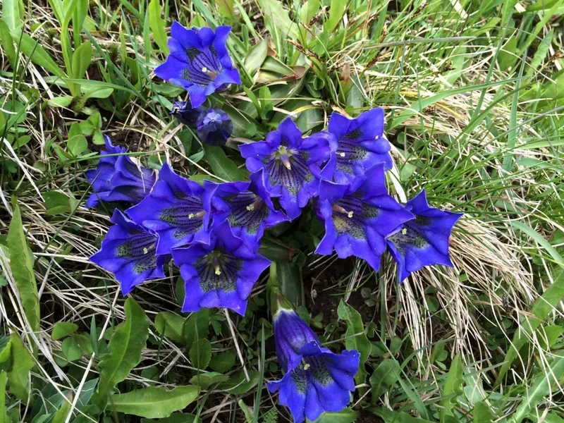Blauer Enzian