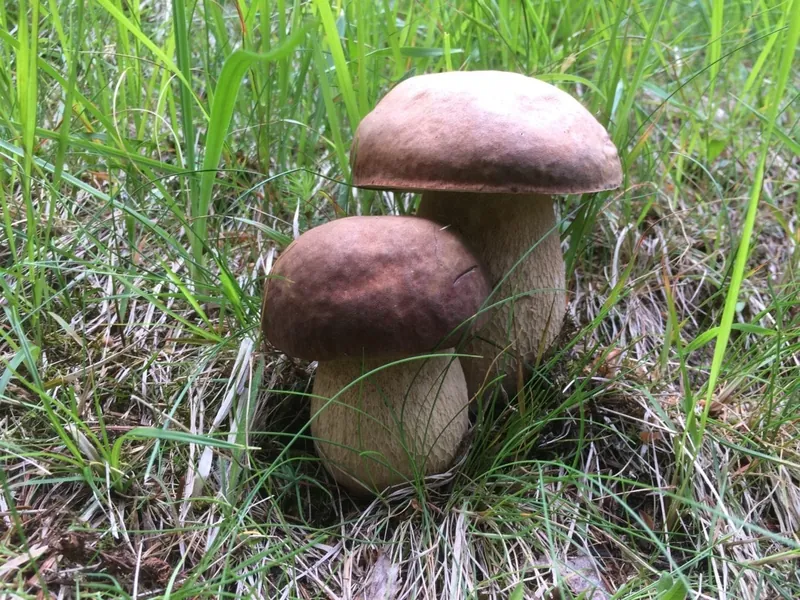 Steinpilze im Gras