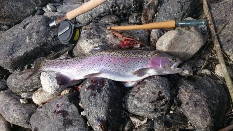 Regenbogenforelle auf Steinen neben der Rute