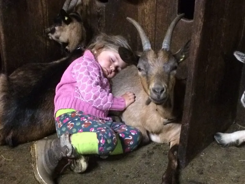 Kind kuschelt mit einer Ziege im Stall
