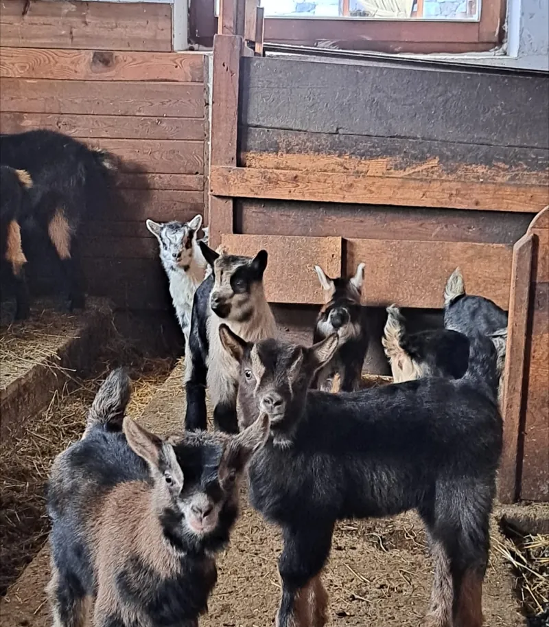 Neugierige Kitze im Holzstall