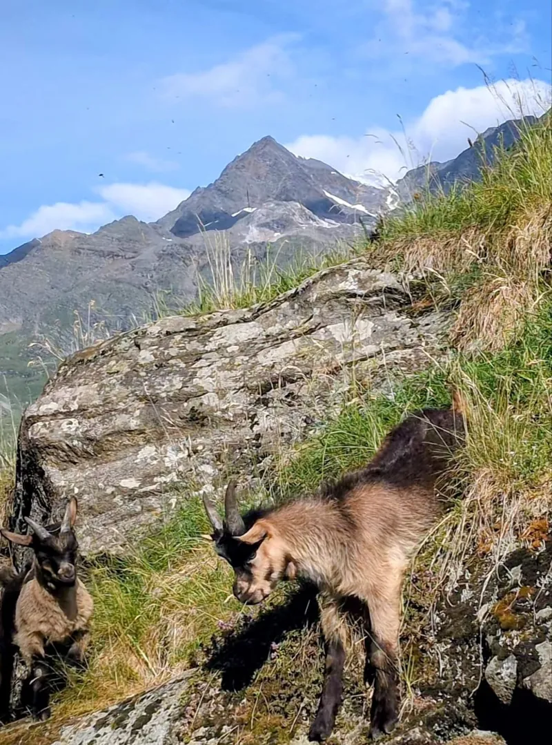 Junge Passeirer Bergziegen am Felsen vor der Bergkulisse